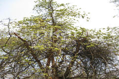 Calycopteris floribunda